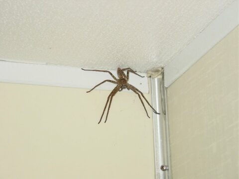 Страшные соседи или как избавиться от пауков в доме?