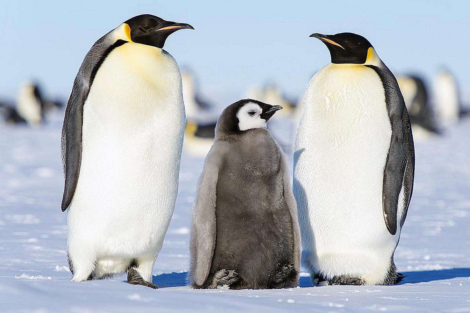 Пингвин это птица