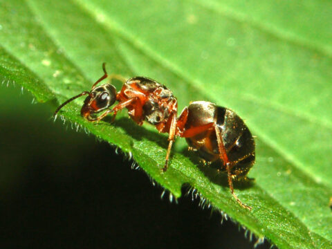 Чем питаются муравьи или всеядные насекомые