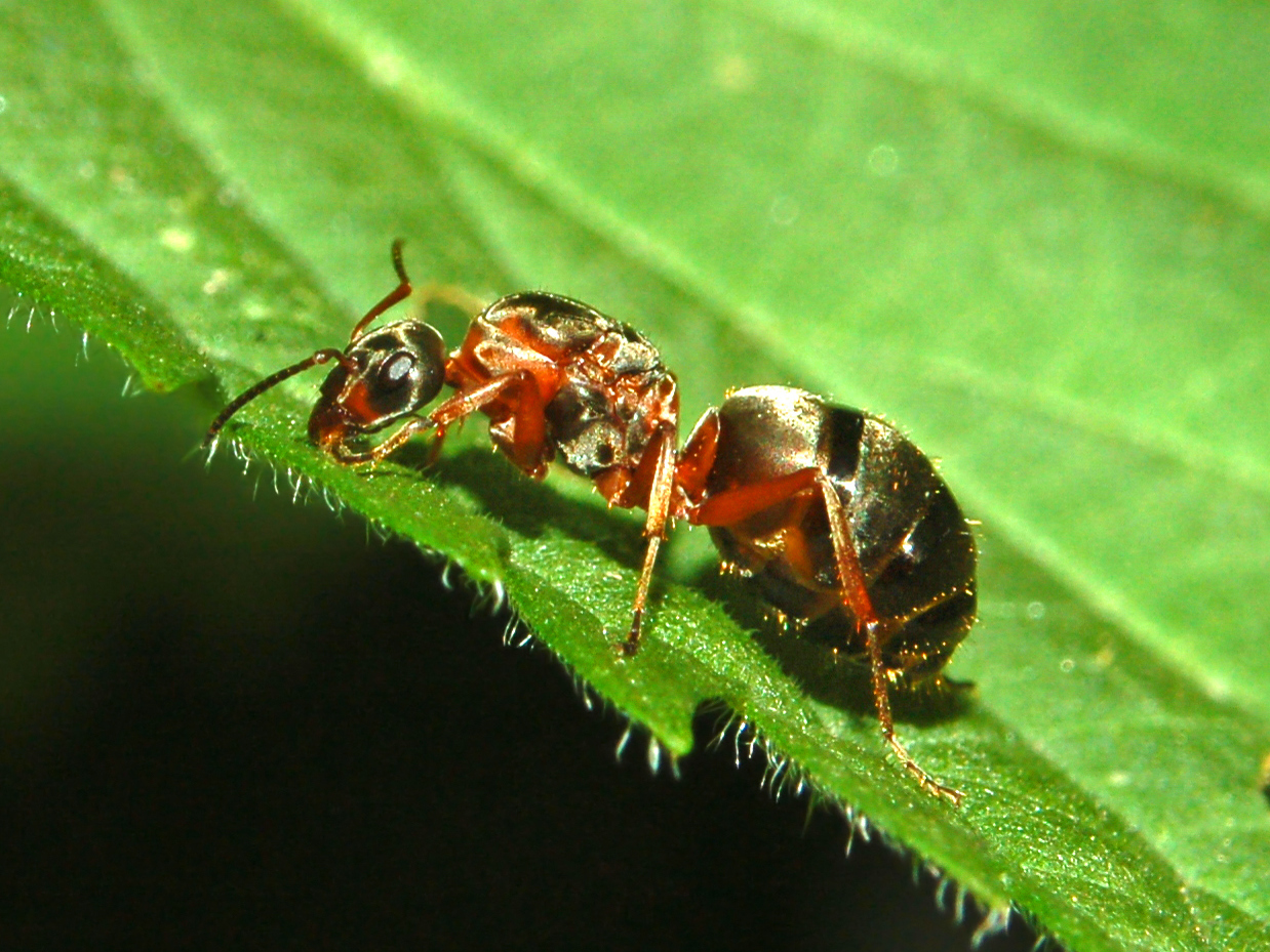 Чем питаются муравьи