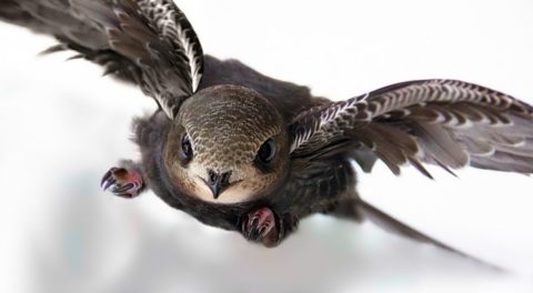 Птица черный стриж — интересные факты