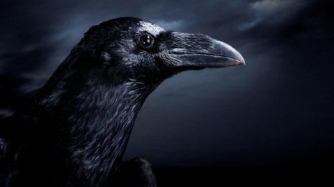 Самая умная птица — мудрый ворон