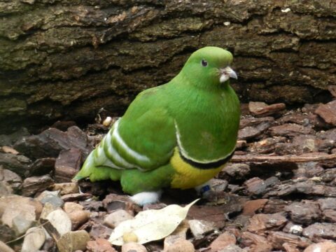 Пятнистый зеленый голубь или загадка живой природы
