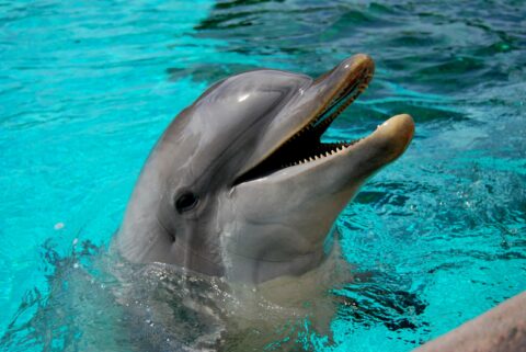 Интересные факты о дельфинах — как они спят?