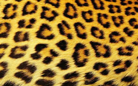 Пятна леопарда — как он их получил?