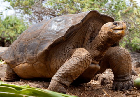 Вымершая черепаха — абингдонская слоновая