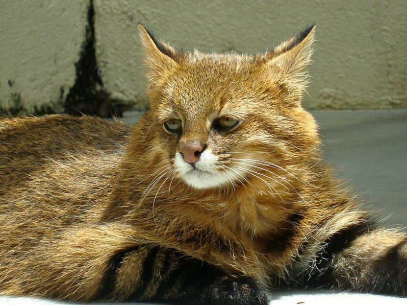 Редкие дикие кошки Колоколо
