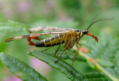 Скорпионовые мухи — безобидные насекомые