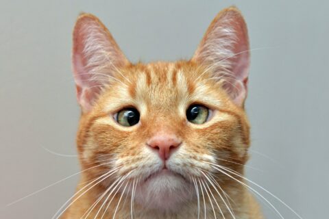 Кот с косыми глазами Джарвис