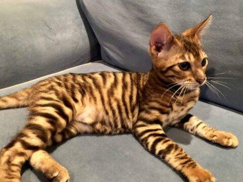 Кошка похожая на тигра — Тойгер