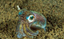 Особенность глаз головоногих моллюсков