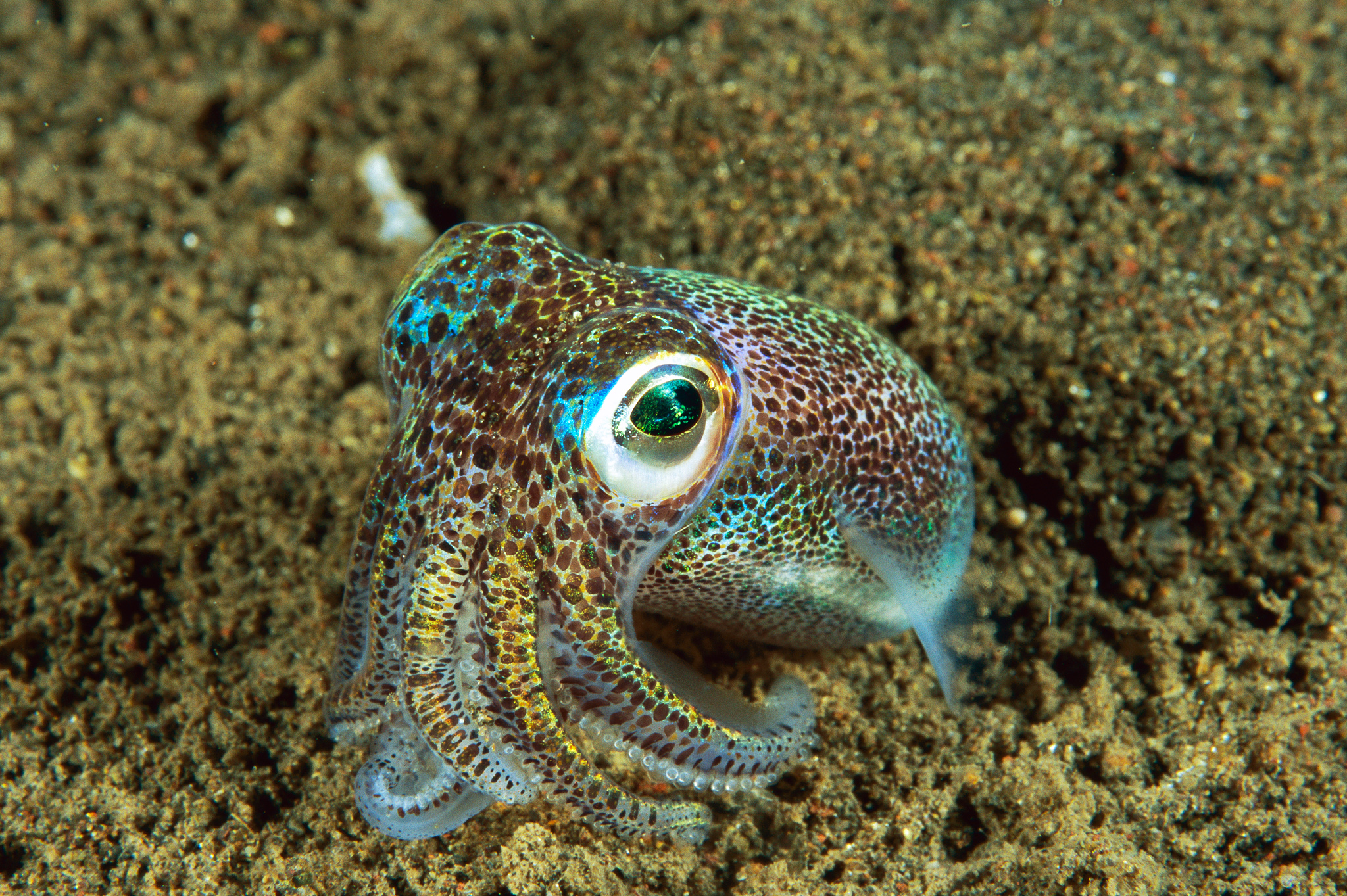 Глаза головоногих моллюсков