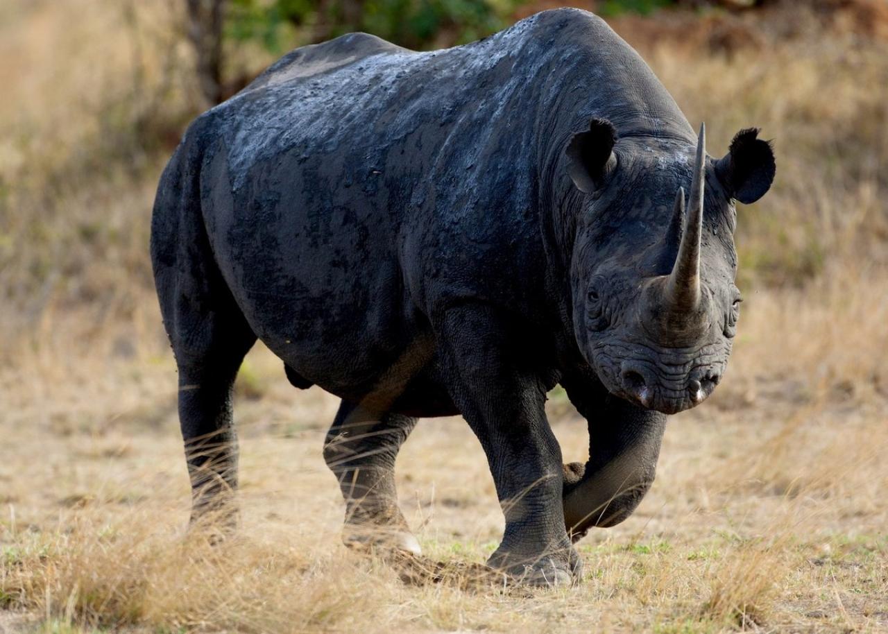 Камерунский черный носорог