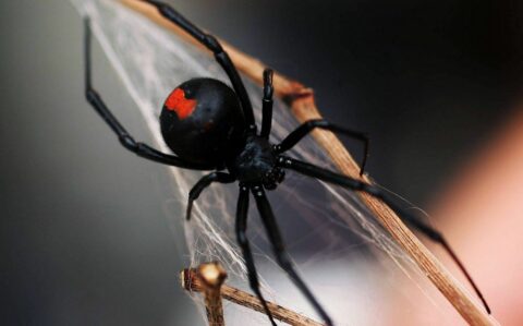 Чёрная вдова — укус ядовитого паука