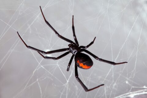 Паук Черная вдов — укус ядовитого паука