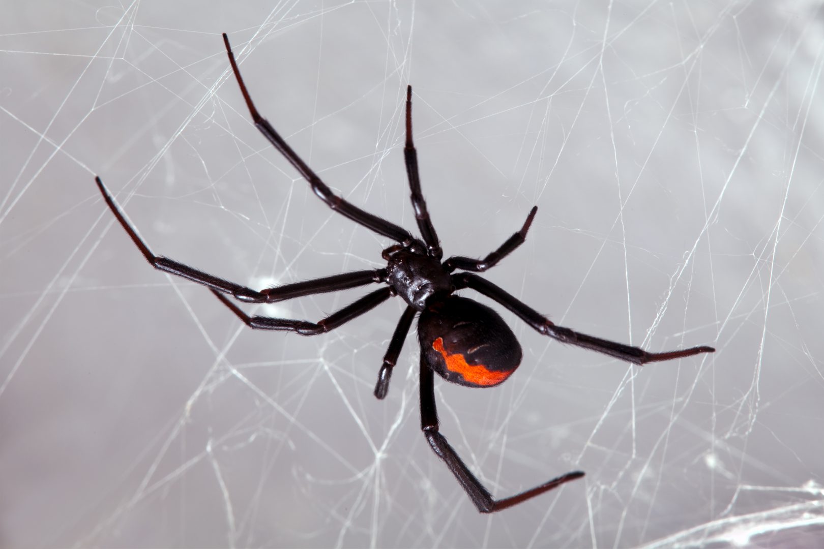 Черная вдова паук укус