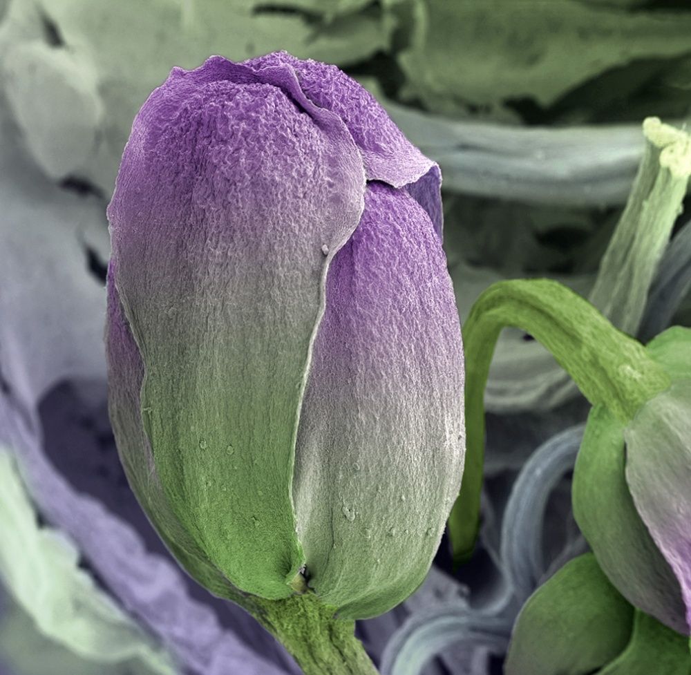 Брокколи под микроскопом