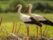 Птицы семейства аистов – солнечные птицы