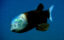 Малоротая макропинна – рыба с прозрачной головой